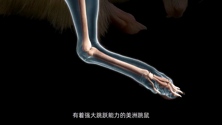 Emc易倍体育：速度打破WildCat10年纪录！这家上海足式机器人研发商整狠活！(图4)